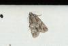 Acronicta rumicis